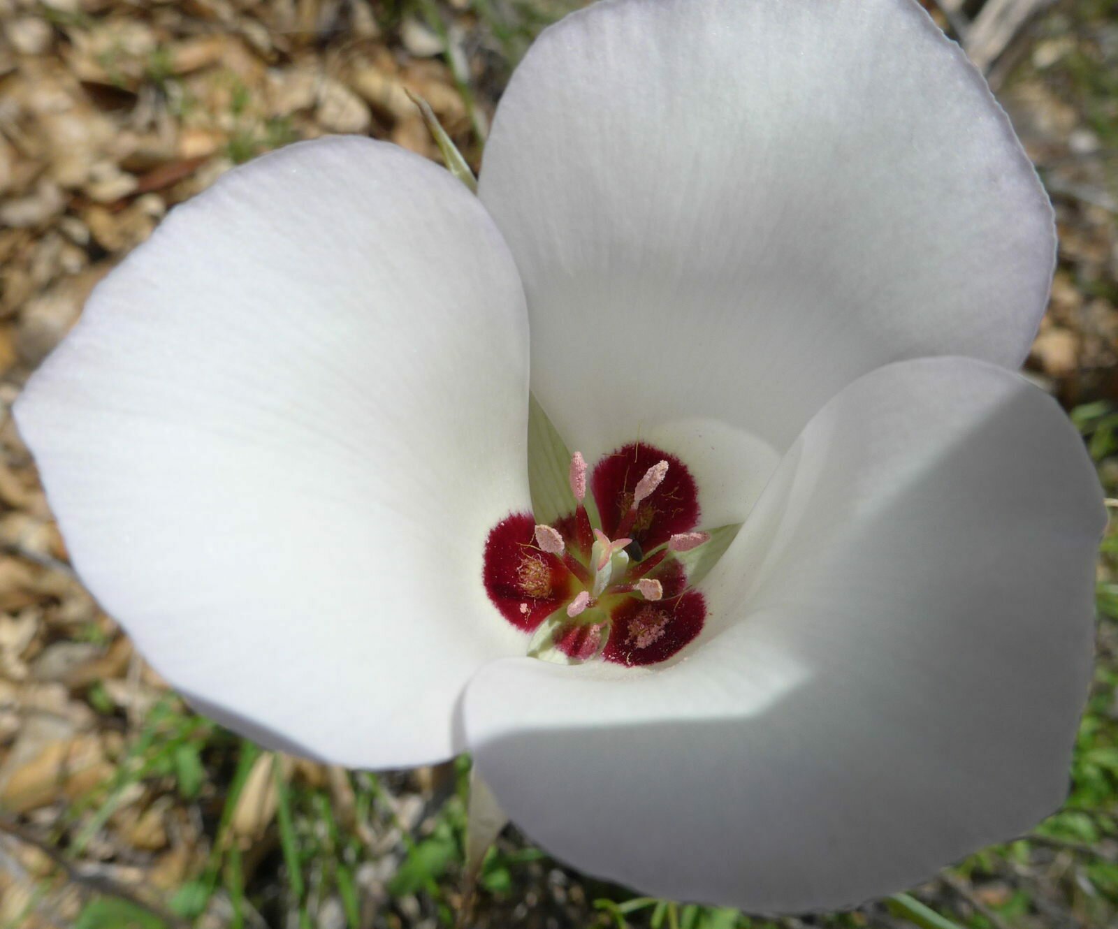 High Resolution Calochortus catalinae Flower